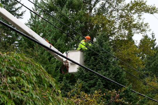 Arborist with a saw in a lift bucket pruning tree branches to keep them away from power lines, utility preventative maintenance work to keep the electricity on constantly 
