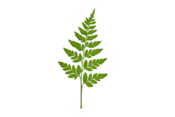 Green fern leaf on transparent background