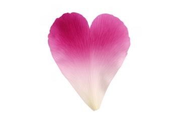 Pink rose petal forming heart shape love symbol