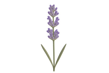 Obraz premium Lavender plant blooming with purple flowers transparent background