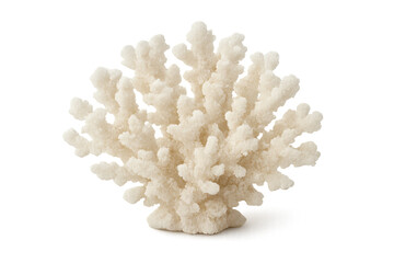 Plakat White coral skeleton representing marine ecology and bleaching