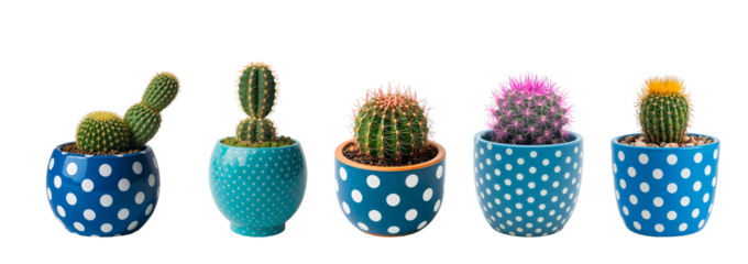 Beautiful cactus in a polka dot  blue pot isolated on transparent background