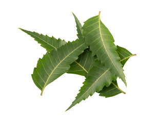Fresh green neem leaves isolated on transparent background