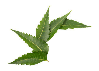 Fresh green neem leaves isolated on transparent background