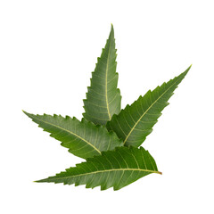 Fresh green neem leaves isolated on transparent background