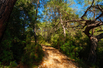 Winding dirt road going uphill through a green pine forest under a blue sky suitable for trekking and outdoor adventure concepts