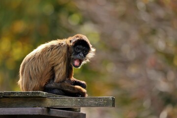 口を開けたカメラ目線のジェフロイクモザル