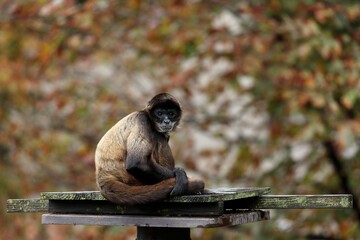 座ったカメラ目線のジェフロイクモザル