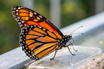 Obraz premium a monarch butterfly rests on a piece of wood