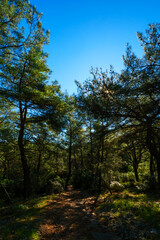 Obraz premium Shaded forest path with dappled sunlight coming through the trees and green pine saplings lining the way in the woods