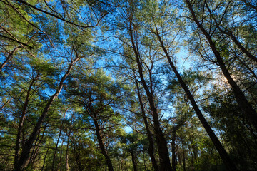 Fototapeta premium Wide angle view looking straight up at the converging tree trunks and canopy in a dense forest symbolizing growth and connection with nature