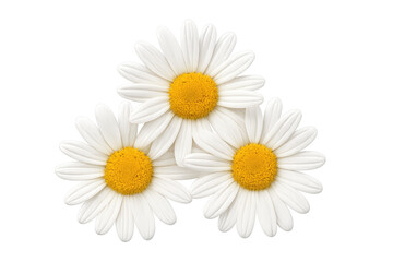 Fototapeta premium Three white daisies blooming on a transparent background