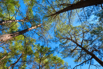 Obraz premium Wide angle view looking up at tall trees surrounding the viewer creating a sense of immersion in the peaceful forest environment