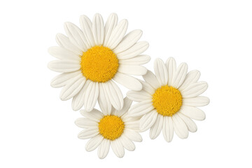 White daisy flowers blooming on transparent background