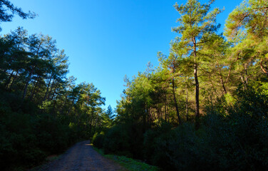 Fototapeta premium A shadowed dirt road winding through a dense pine forest towards the sunlight offering a mysterious and inviting path for hikers and nature lovers