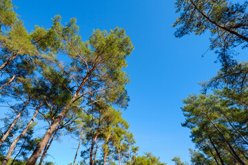 Obraz premium Angled view of pine trees leaning into the frame against a gradient blue sky capturing the dynamic movement and life of the forest