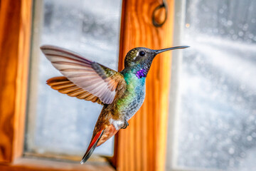 a humming bird flying in the air