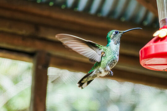 a humming bird is flying near a humming feeder