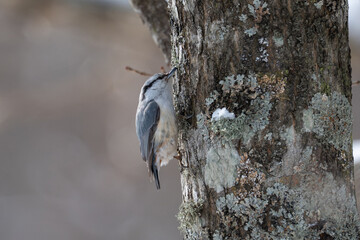 Eurasian Nuthatch in Hokkaido Winter / 北海道のゴジュウカラ