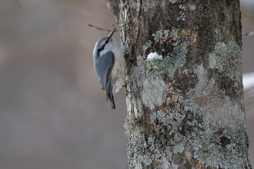 Eurasian Nuthatch in Hokkaido Winter / 北海道のゴジュウカラ