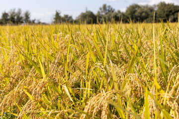 収穫期の稲穂　品種:雪若丸	