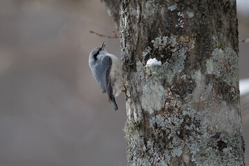 Eurasian Nuthatch in Hokkaido Winter / 北海道のゴジュウカラ