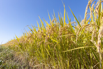 収穫期の稲穂　品種:雪若丸	