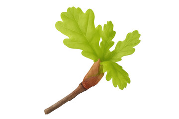 Young oak leaf bud sprouting on branch