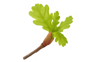 Young oak leaf bud sprouting on branch