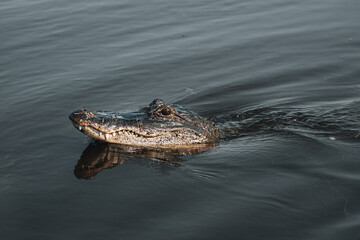 Fototapeta premium Alligators in Jean Lafitte swamp Louisiana wildlife in bayou waters
