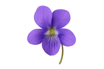 Obraz premium Purple viola flower blooming with transparent background