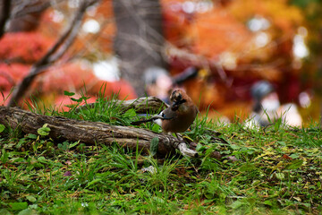 どんぐりをくわえるカケスと紅葉