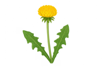 Dandelion flower blooming with green leaves transparent background