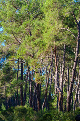 Fototapeta premium A dense grove of tall pine trees in a forest setting with sunlight filtering through the green branches and casting shadows on the undergrowth