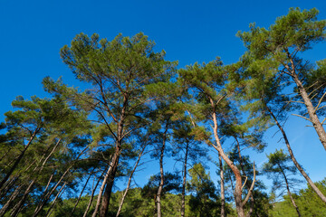 Obraz premium Tops of pine trees swaying in the wind against a deep blue sky creating a serene natural landscape scene in a Mediterranean forest