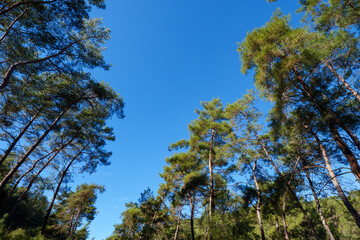 Obraz premium Looking up at the blue sky through the green canopy of pine trees in a forest showing the height and grandeur of nature