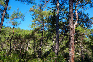 Green pine forest on a hillside with various tree shapes and dense foliage under a clear blue sky in a natural Mediterranean landscape