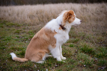 Beautiful Red and White Border Collie Puppy with Blue Eyes Description: A portrait of a young, rare ee-red Border Collie dog sitting calmly in a field. The puppy has striking bright blue eyes and soft © Robert