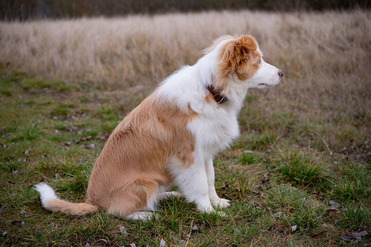 Beautiful Red and White Border Collie Puppy with Blue Eyes Description: A portrait of a young, rare ee-red Border Collie dog sitting calmly in a field. The puppy has striking bright blue eyes and soft