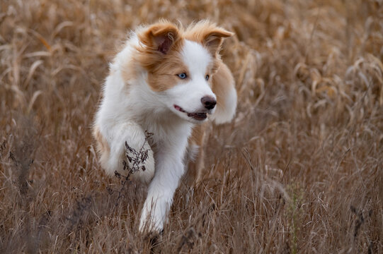 Beautiful Red and White Border Collie Puppy with Blue Eyes Description: A portrait of a young, rare ee-red Border Collie dog sitting calmly in a field. The puppy has striking bright blue eyes and soft