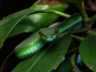 Green White-lipped Pit Viper (Trimeresurus insularis) is Indonesian viper snake.