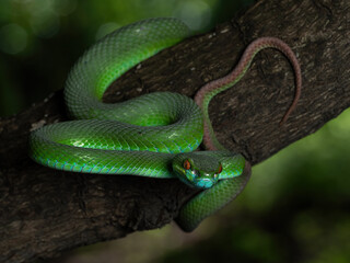 Green White-lipped Pit Viper (Trimeresurus insularis). Indonesian viper snake on tree branch.