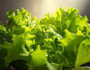 Fresh lettuce
