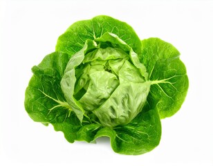 Fresh lettuce