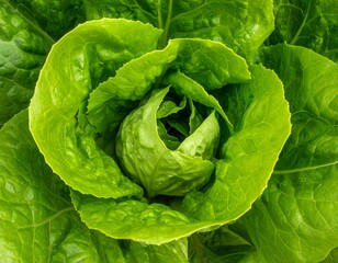Fresh lettuce