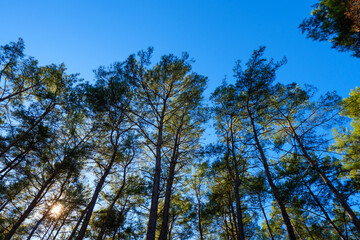 Obraz premium Sunlight flaring through the tall trunks of pine trees in a forest looking up at the canopy and blue sky