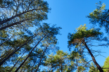 Obraz premium Looking straight up at the towering pine trees in a forest with their trunks converging towards the center of the blue sky