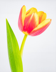 Colorful Tulip Flower Isolated on White Background, Elegant Spring Bloom Representing Beauty, Renewal, and Botanical Art Concept