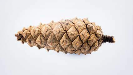 Dry Pine Cone Isolated on White Background Representing Forest Floor and Natural Decoration Concept