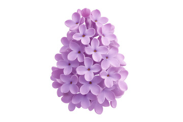 Lilac flower blooming with purple petals on transparent background